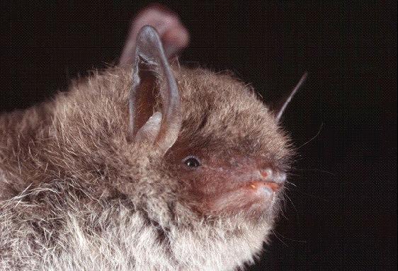 Daubenton's Bat. Photo: John Kaczanow, Bat Conservation Trust.