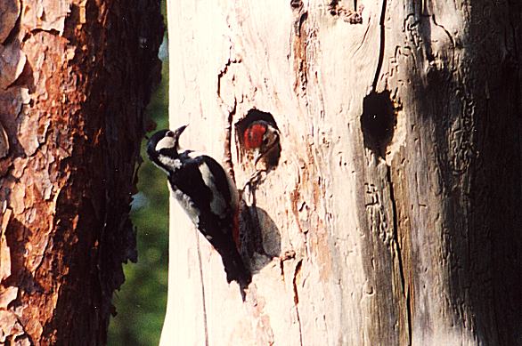 Greater Spotted Woodpecker, Female & Chick