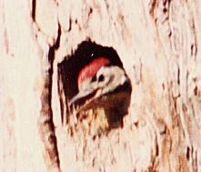 Greater Spotted Woodpecker, Chick