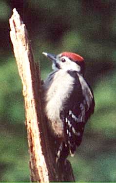 Greater Spotted Woodpecker, Chick 2