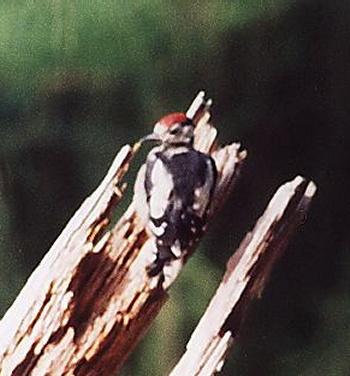 Greater Spotted Woodpecker, Chick 1